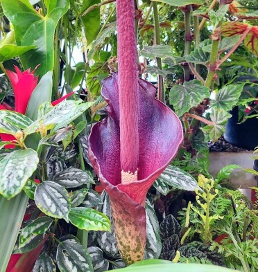 An image of the Amorphophallus konjac, aka Devil’s tongue, which is in bloom in the Begonia House at the Wellington Botanic Gardens.