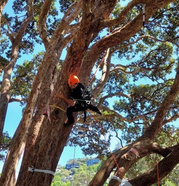 A person in a helmet and a harness clinging to a thick branch in a large pohutukawa tree during the competition. 