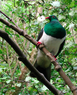 An image of a Kererū (New Zealand Wood Pigeon) on a branch. It has a big white chest and a green head.
