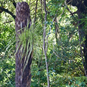 An grassy looking epiphyte growing out of a ponga log backed by native forest