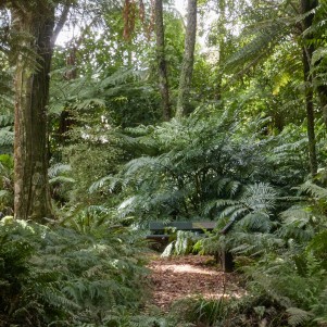A mulch path and bench cast with dappled light and surrounded by ferns of different sizes and species. 