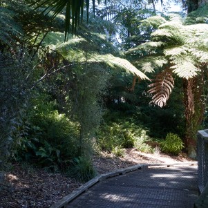 A boardwalk with a forest border containing greenery and a few big ponga ferns with blue sky peaking through.