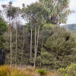 Horoeka trees and a cabbage tree with dense smaller shrubs underneath. The colours are duller ghreens and oranges.You can see the sky and part of the hill at the back. 