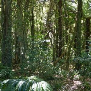 A dense native forest with ferns and vines. Dappled sunlight. 