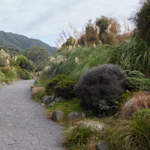A gravel path with a garden bordering the righthand side. The garden has different grasses and shrubs including toetoe