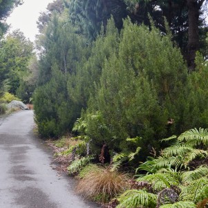 A paved path with a border of small conifer tress and some ferns.
