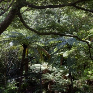 A lush green forest filled with lots of tree ferns