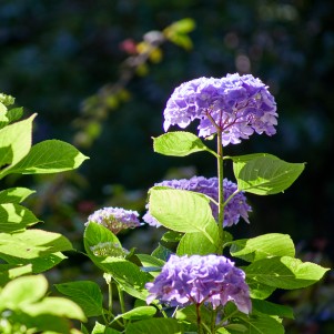 A close up of a vibrant purple hydrangea with the sun reflecting off it's multiple flowers
