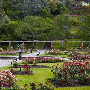 A beautifully landscaped garden featuring a variety of vibrant roses arranged in neatly maintained beds. Pathways, benches, and a central fountain provide a charming setting, framed by lush trees and greenery.