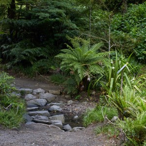 A forested area with a dirt pathway leading through dense foliage. Ferns and other native plants line the path, and rocks form a natural crossing over a small stream, creating a peaceful woodland scene.