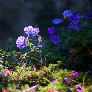 Small purple flowers with sunlight reflecting off them on a bed of green groundcover