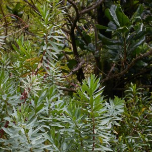 A close-up of a Euphorbia Species