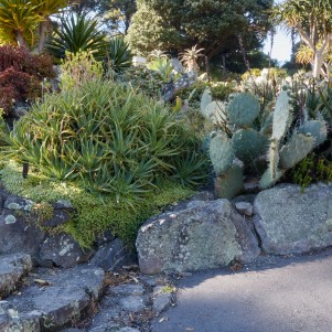 A stone pathway beside a garden with various succulents, including large aloe plants, cactus, and other green foliage.