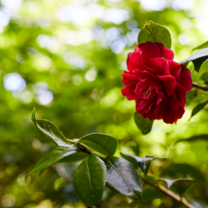 A vibrant red Camellia flower blossoms amidst a lush green bush, creating a striking contrast of colors.