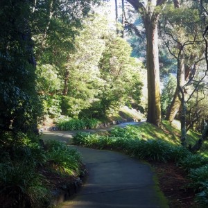 Pinehill path