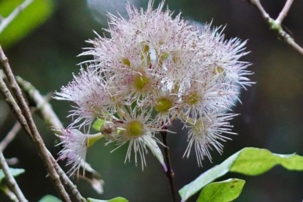 An image of a flowering swamp maire