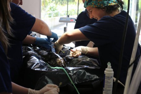 Wellington Zoo staff operating on 'Tina Tuna' using a DIY anaesthetic water bath (Source: Wellington Zoo)