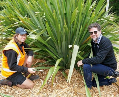 An image of Ōtari-Wilton's Bush staff Tom and Tim on either side of a harakeke/flax bush that is in the new Pā Harakeke. 