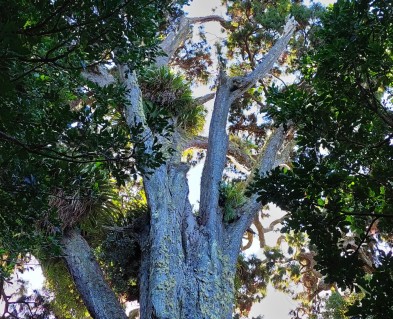 Th top sectiion of a large rimu tree with lichen on it and epiphytes growing of it. A giant of the foreast. 