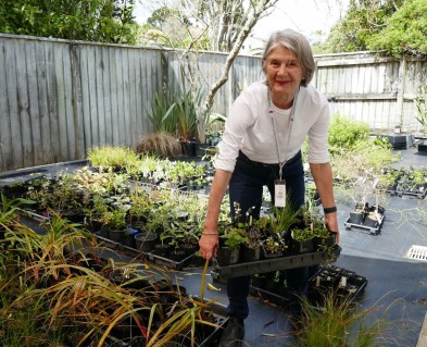 A image of Jane Humble from the Ōtari Trust holding a tray of native plants in the native plant nursery 