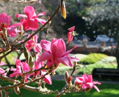 A close up photo of a pink magnolia in bloom with the display garden out of focus in the background. The sun is shining on the petals. 