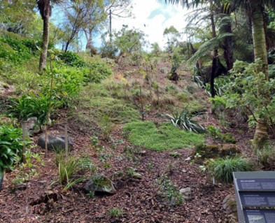 A wide shot of a garden of New Zealand native plants up a slope. There are various sizes, colours, and textures of plants. 