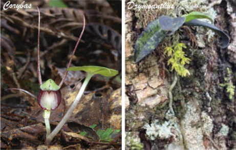 Image of the orchid species used in the orchid conservation project. Corybas on the left and Drymoanthus on the right. 