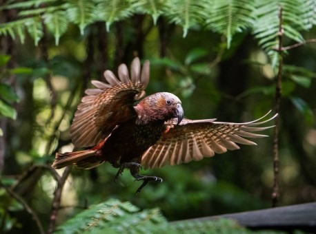 Image of a kākā (New Zealand forest parrot) in flight